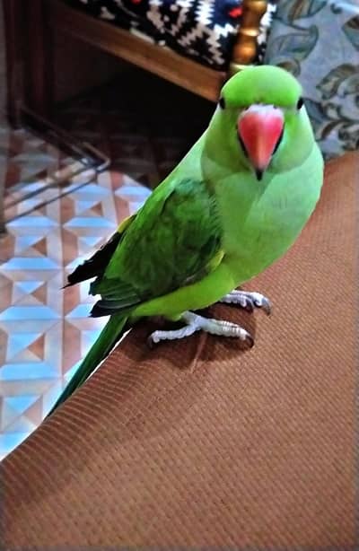 Healthy Active Female Katha Parrot Green Tota For Sale