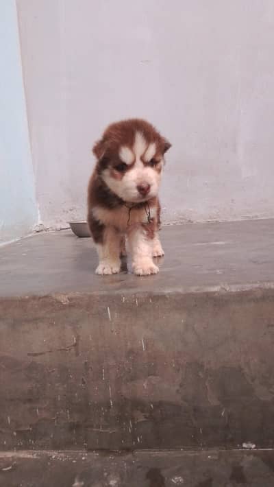 bullycode puppies female and male