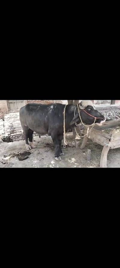 qurbani k liye janwar