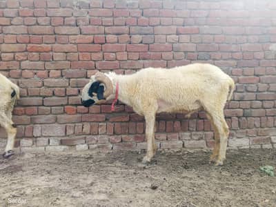 2 chatra for sale