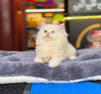 Persian Cat Billi Persian Kitten 3 kot Cat baby  0з48/O29/O146 ωtsp