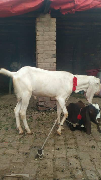 Bakra