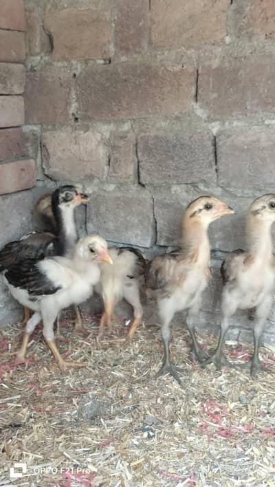 Aseel Burmi / Waleti Chicks