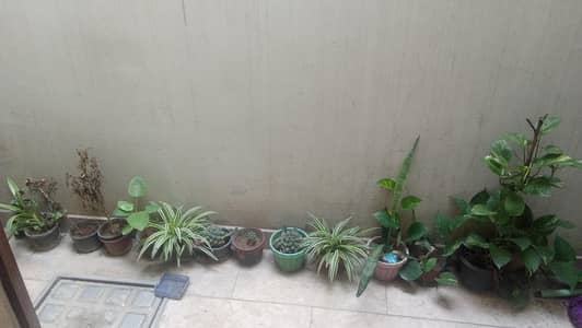 plants with pots for sale