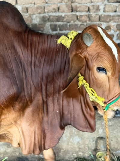 Qurbani Bull