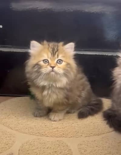 Persian Cat Billi Persian Kitten 3 kot Cat baby  0з48/O29/O146 ωtsp