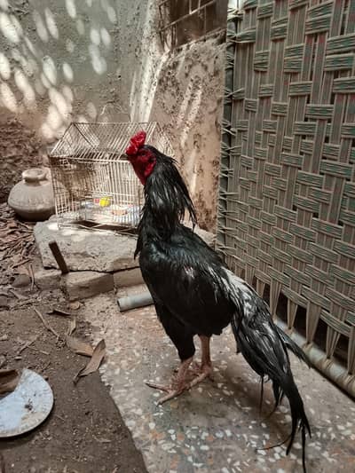 Inbreded male for sale