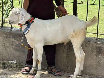 Bakra for sale