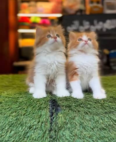 Persian Cat Billi Persian Kitten 3 kot Cat baby  0з48/O29/O146 ωtsp