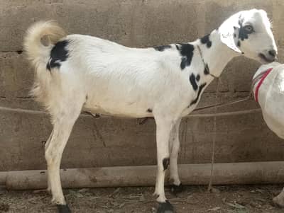 Ablak tapra,Bakra,bakre,2 dant khassi, qurbani 2026