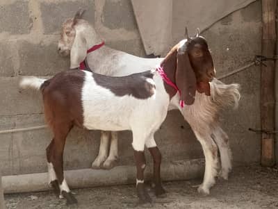 Ablak tapra,Bakra,bakre,2 dant khassi, qurbani 2026