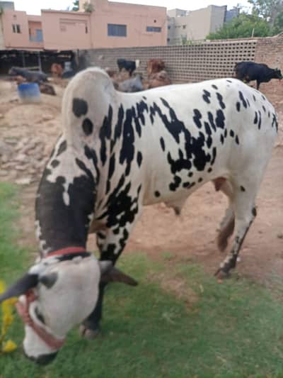 bull for sale