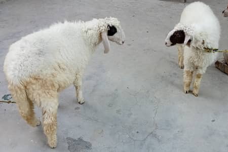 Two Sheeps Pair