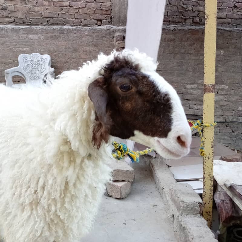 Two Sheeps Pair 1