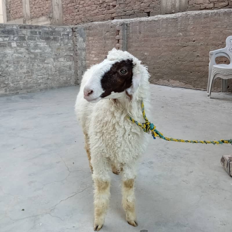 Two Sheeps Pair 2