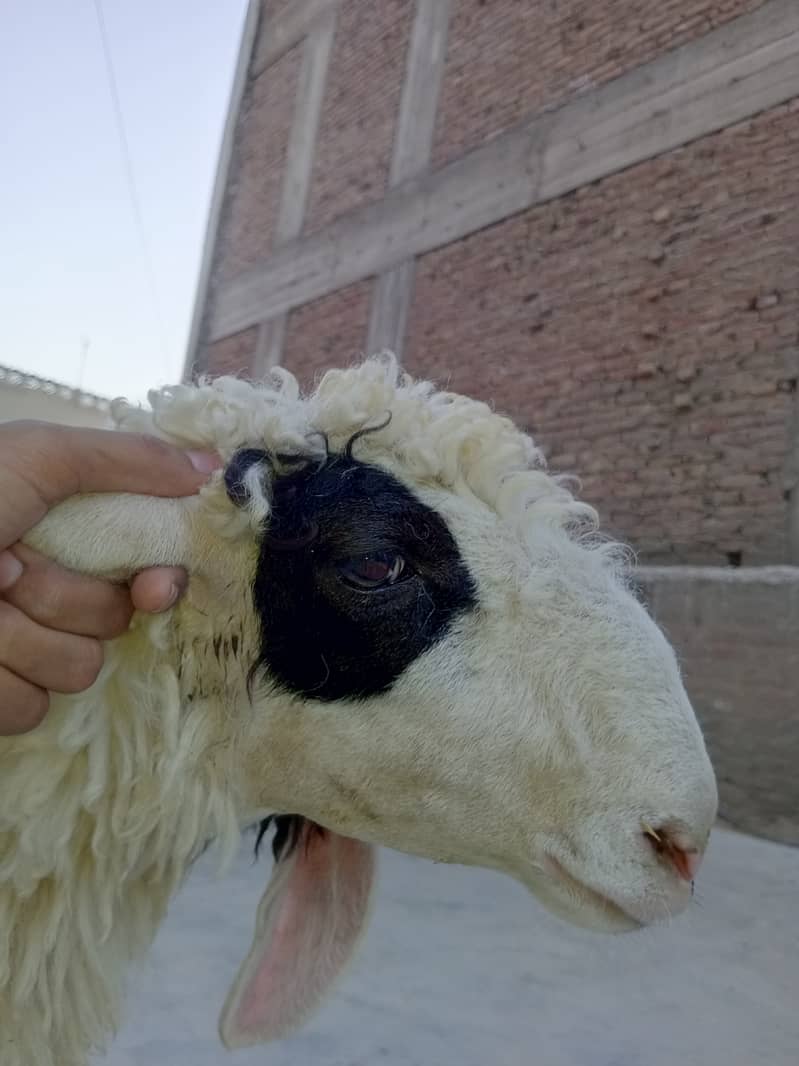 Two Sheeps Pair 3