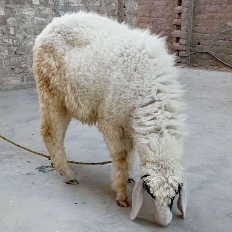 Two Sheeps Pair 4