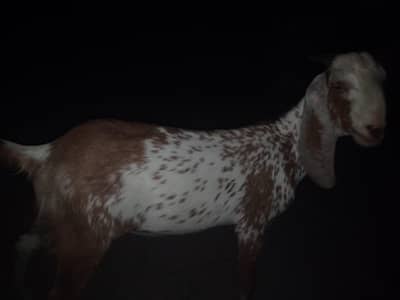 Beautiful Brown male goat,Strong and healthy