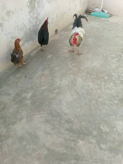 2 pair misri hen