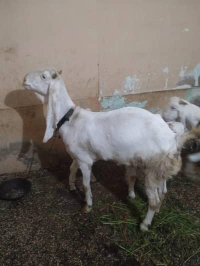 gulabi white female 4 dant