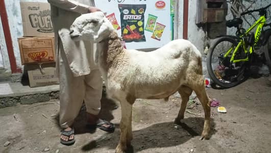 SHEEP FOR SELL