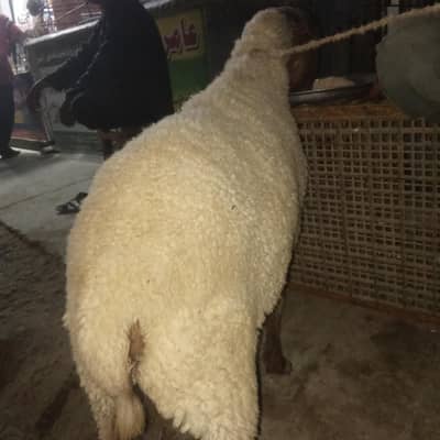 Qurbani Dumba