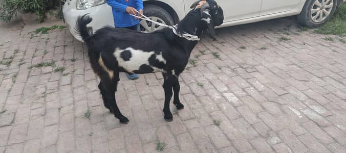 desi bakra 2 dand meet weight 15kg plus