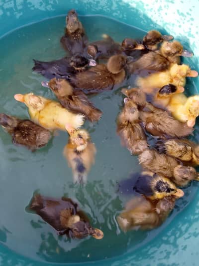 Ducks