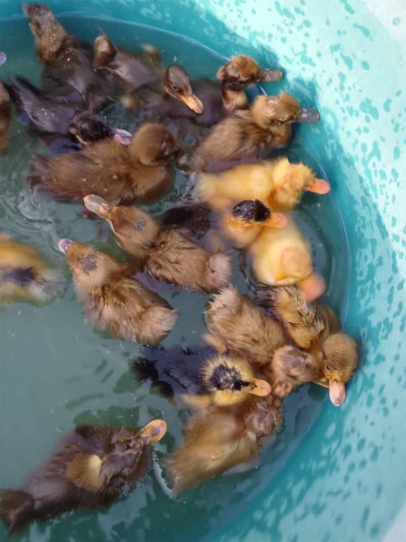 Ducks 1