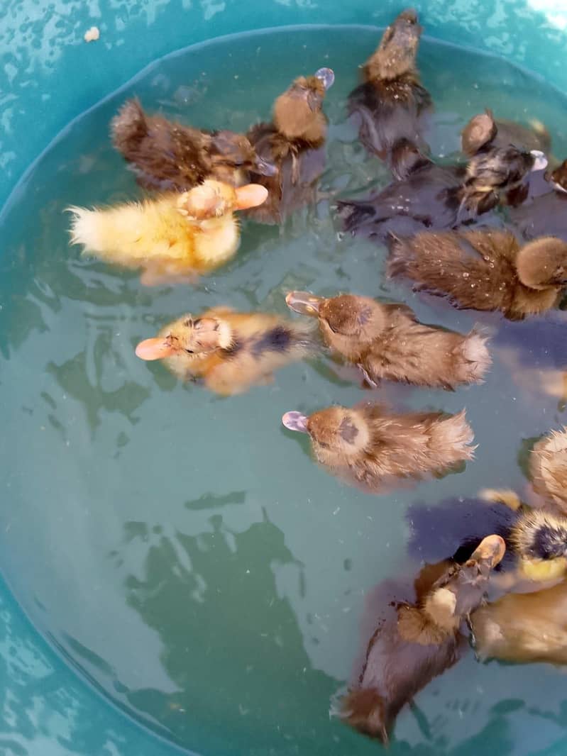 Ducks 2