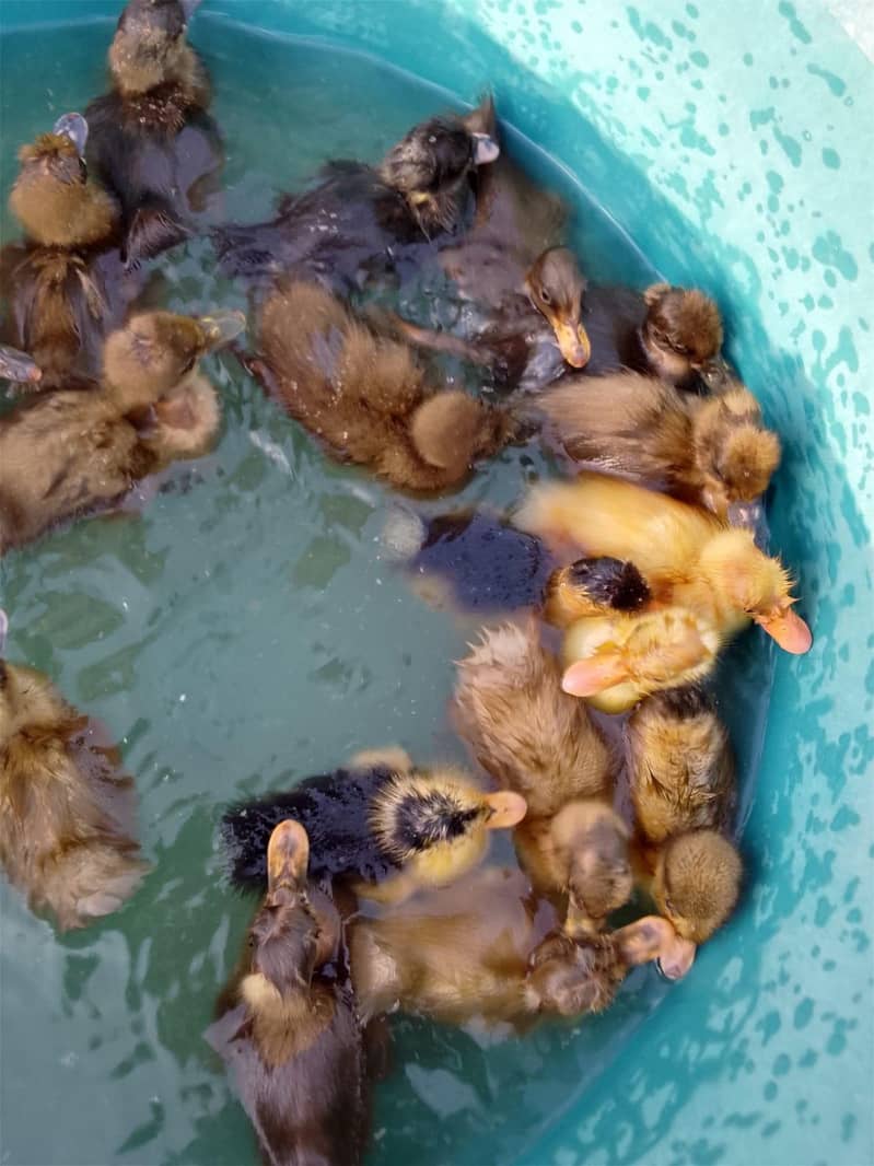 Ducks 3