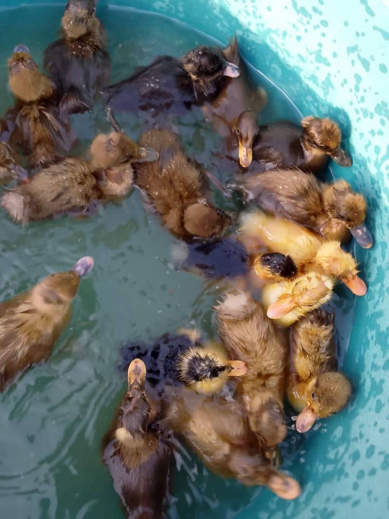 Ducks 4