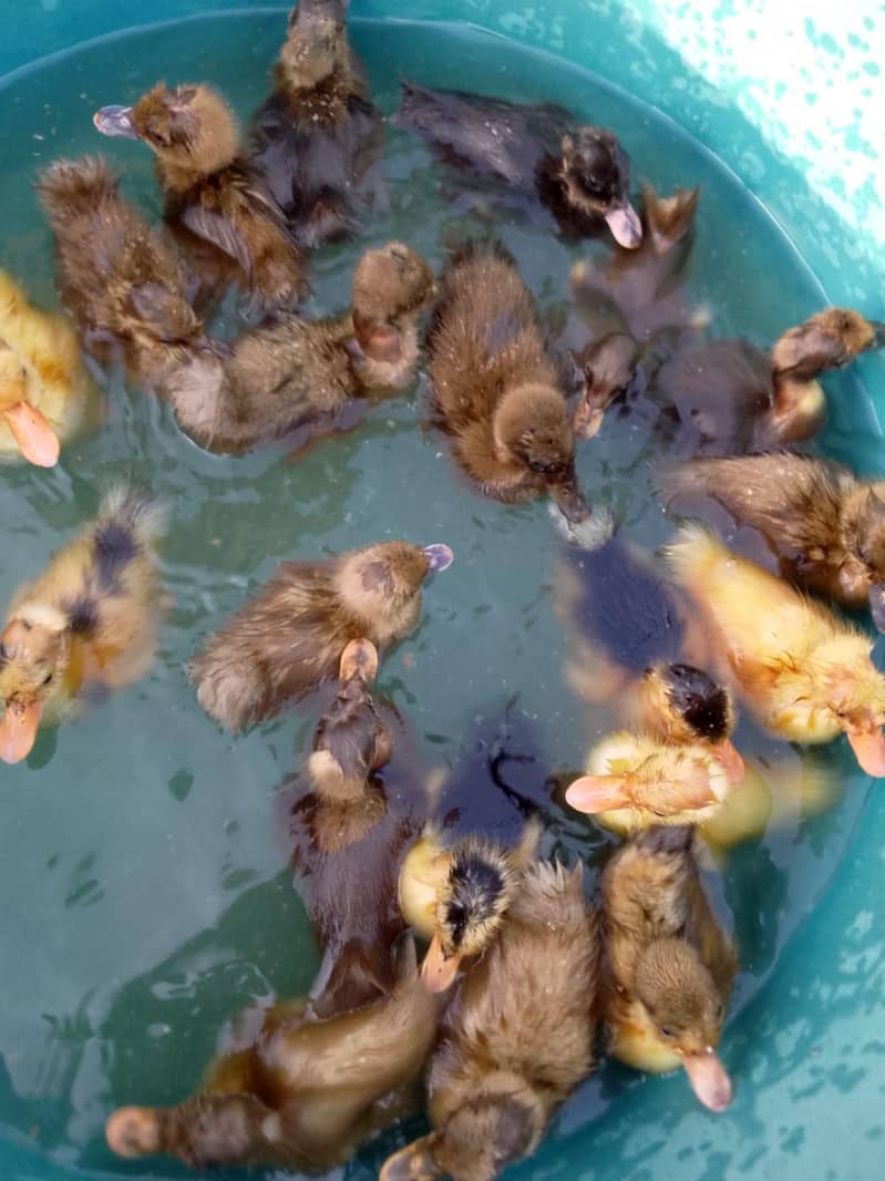 Ducks 5