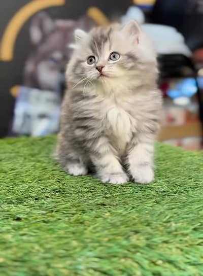 Persian Cat Billi Persian Kitten 3 kot Cat baby  0з48/O29/O146 ωtsp