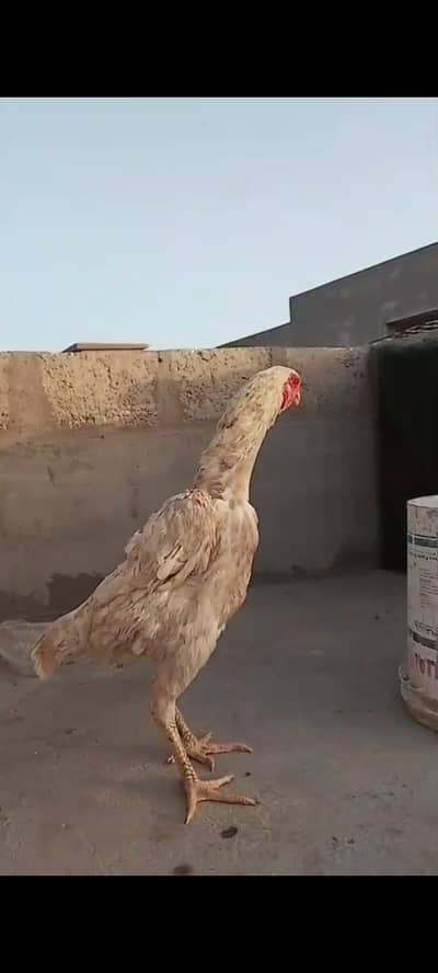 shamo female for sale