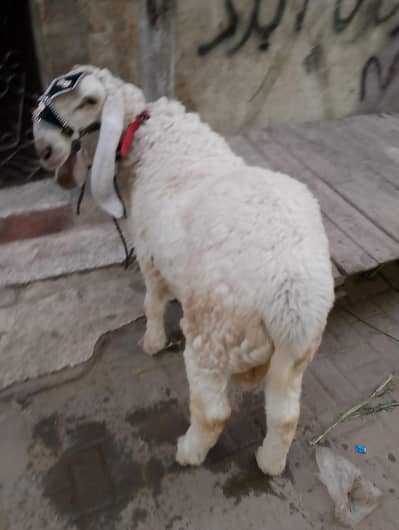 Larkana Domba