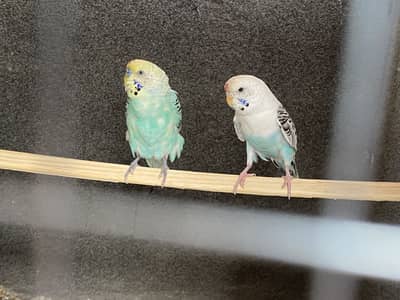 Urgent sale