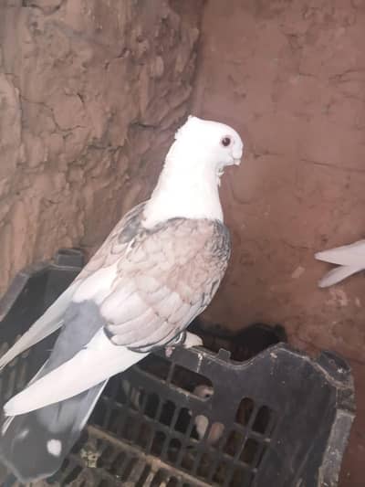 fancy pigeon for sale