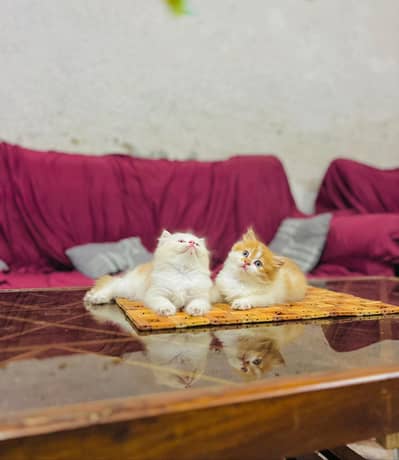 persian cat for sale MywatsapppNumber0348-55-58-176