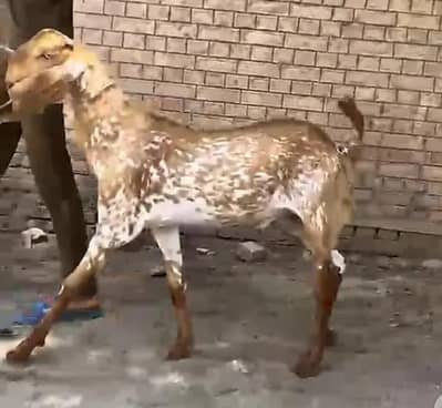 qurbani ka Liya Bakra for sale 03461101225 Whatsapp