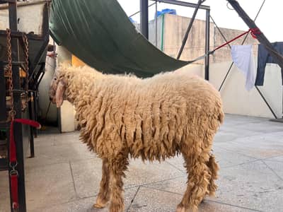 Healthy Qurbani Sheep for Sale