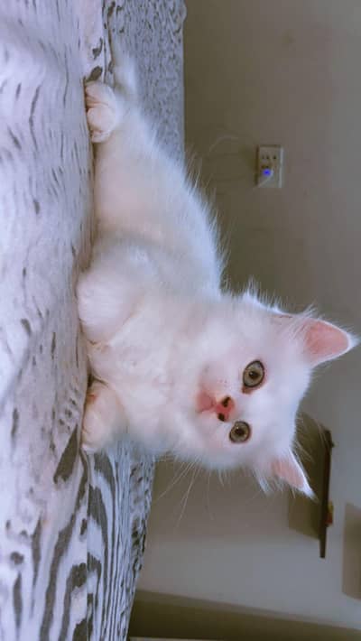 Active Healthy Kitten (Ready for New Home)