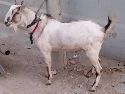 Teddy,Teddi,tedy,Ando,Andu,Bakra,bakre,breeder ,2 dant