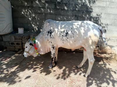 bull . .
