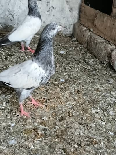 700 per piece babay pigeon
