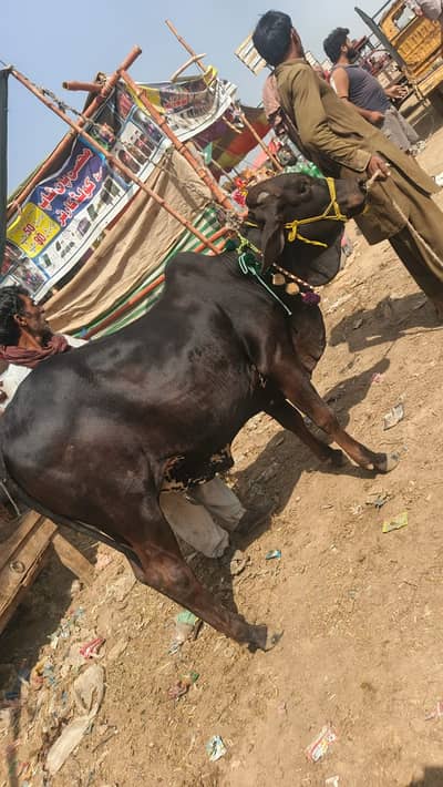 Calf For Sale in Lahore