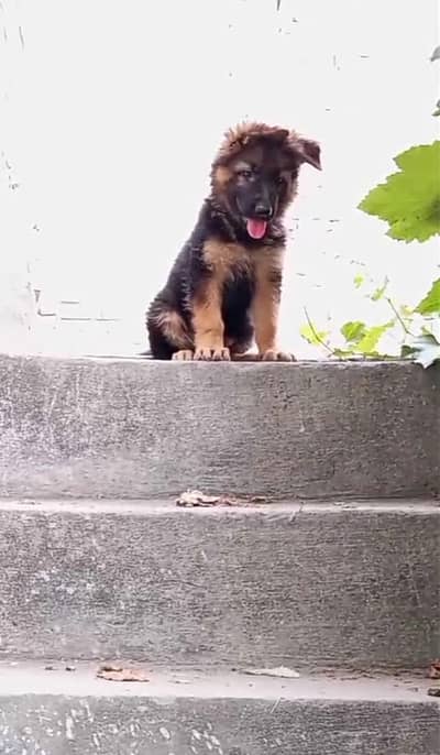 Long coat GSD and Rotwiller
