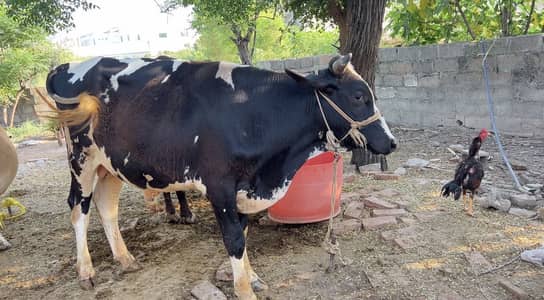 Bail qurbani 2026