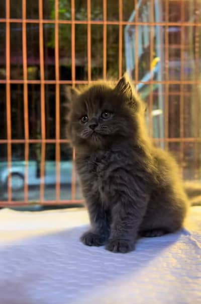 Persian Cat Billi Persian Kitten 3 kot Cat baby  0з48/O29/O146 ωtsp
