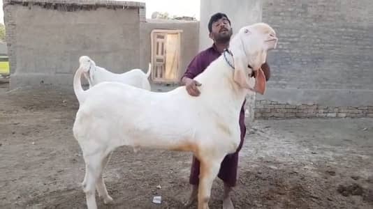 2 Dant Bakra Qurbani ke liye for sale call ,03460423873